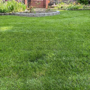 turf maintenance by Penneys landscape reviewed on August 15, 2025