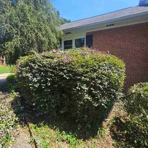Bush Trimming by Hurricane Lawn Service reviewed on August 26, 2026