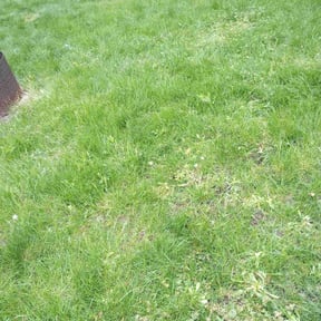 Leaf Removal by Surf N Turf LLC reviewed on September 23, 2025