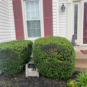 Bush Trimming by Esparza Lawn N More... reviewed on August 18, 2025