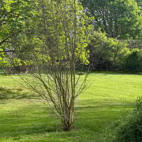 turf care by Priority Lawn Care reviewed on May 8, 2024
