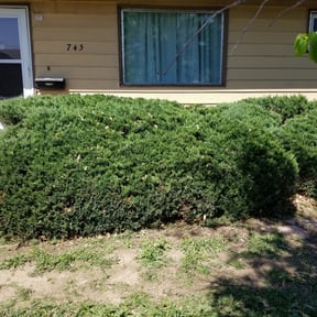 Bush Trimming by Sons Superior LLC reviewed on August 20, 2025