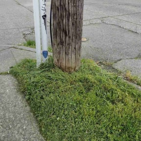 grass maintenance by Brian Fritts reviewed on August 15, 2023