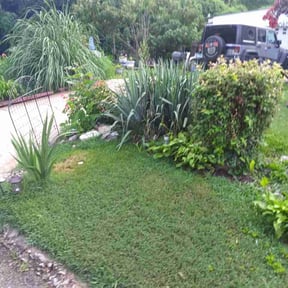 Bush Trimming by Image Lawn Detail reviewed on July 11, 2026