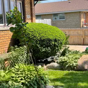 Bush Trimming by Dallas Lawn Stars reviewed on August 17, 2025
