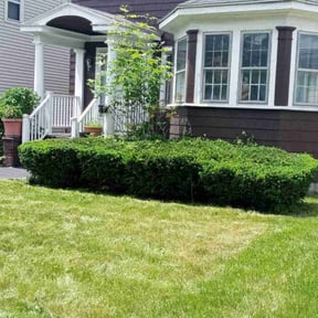 Bush Trimming by Warren B Landscaping and Construction LLC reviewed on August 20, 2025