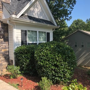 Bush Trimming by Vision Pool Services and Landscaping reviewed on August 21, 2025