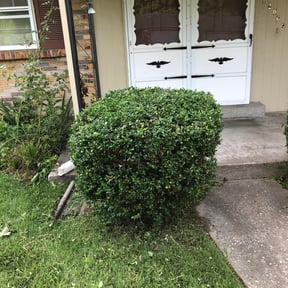 Bush Trimming by Scripted Lawn Services reviewed on August 15, 2025