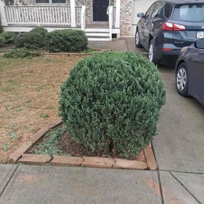 Bush Trimming by Evan's Lawncare reviewed on April 18, 2026