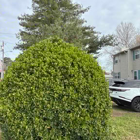 Bush Trimming by Kahawai Landscape Solutions llc reviewed on March 23, 2026