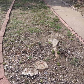 Flower Bed Weeding by Bama Services LLC reviewed on January 22, 2026