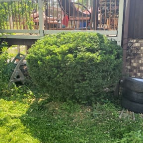 Bush Trimming by Diaz Lawn Care reviewed on August 20, 2025