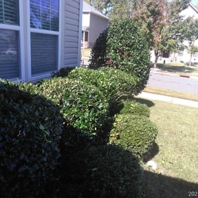 Bush Trimming by Lerma Landscaping reviewed on August 21, 2025