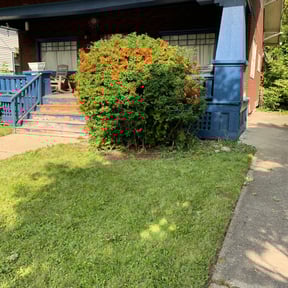Bush Trimming by DeFeat It Landscaping reviewed on August 19, 2025