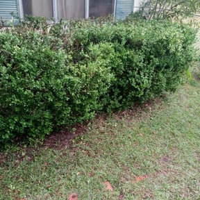 Bush Trimming by Advantage Landscaping, LLC reviewed on August 21, 2025