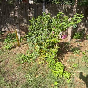 Bush Trimming by Growing tree llc reviewed on July 4, 2026