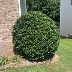 Bush Trimming by Omar Norris reviewed on August 21, 2025