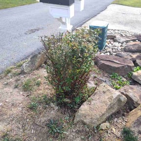 Bush Trimming by Yard ranger reviewed on November 23, 2025