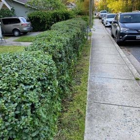 Bush Trimming by Amelias Lawn Professionals reviewed on August 17, 2025