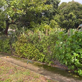 Bush Trimming by De Leon Lawn Care reviewed on April 5, 2026