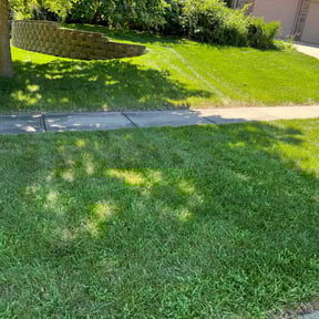 grass cutting by Blue Diamond Cleaning Services reviewed on November 25, 2019