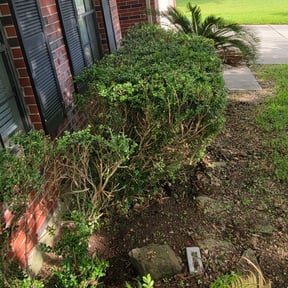 Bush Trimming by M.A.C & Utilities llc. reviewed on August 17, 2025