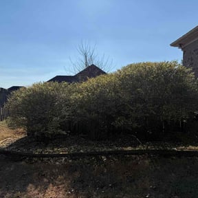 Bush Trimming by EV Great Valley Landscaping,LLC. reviewed on January 20, 2026