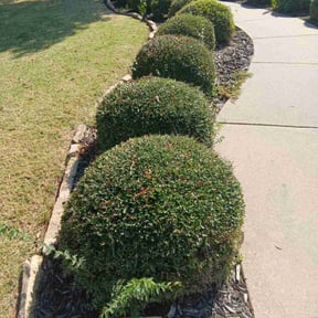 Bush Trimming by E&amp;D  lawnsaver&#039;s reviewed on November 19, 2025