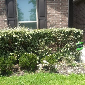 Bush Trimming by 5K LAWN SERVICES reviewed on August 18, 2025