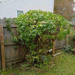 Bush Trimming by KoJawn&#039;s Lawns reviewed on October 21, 2025