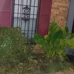 Bush Trimming by Blessed Work Services reviewed on October 21, 2025