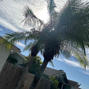 Bush Trimming by Pooh's Lawn Care &amp; Home Improvements reviewed on January 21, 2026