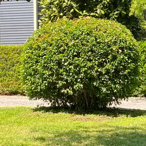 Bush Trimming by FoggaNation’s Divine Lawn Care reviewed on November 24, 2025