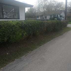 Bush Trimming by Demetrieus Bennett reviewed on August 21, 2025