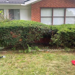 Bush Trimming by B&amp;M Paradise services LLC reviewed on December 14, 2025