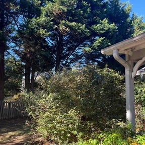 Bush Trimming by LAWN CARE reviewed on August 7, 2025