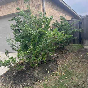 Bush Trimming by Twins lawn care reviewed on March 10, 2026