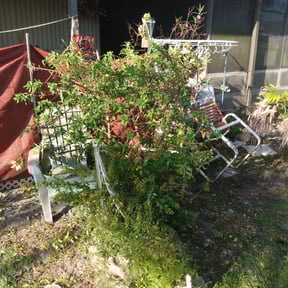 Bush Trimming by Mikes Lawn Service reviewed on August 16, 2025