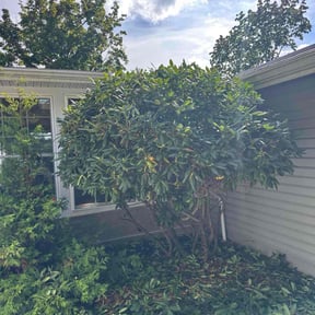 Bush Trimming by Jared and sons reviewed on October 21, 2025