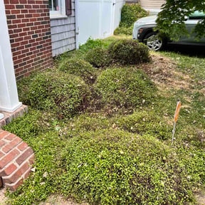 Bush Trimming by AB landscaping reviewed on April 30, 2026