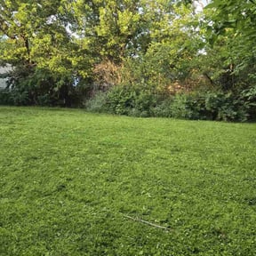 grass cutting by Dowdy and son's reviewed on April 28, 2024