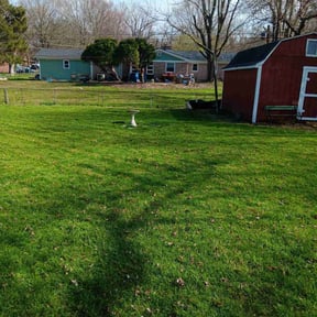 grass maintenance by Babcock Enterprises LLC reviewed on October 5, 2023