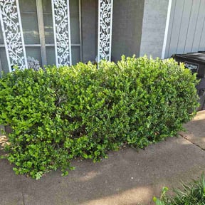 Bush Trimming by Bluff City Lawncare reviewed on April 21, 2026