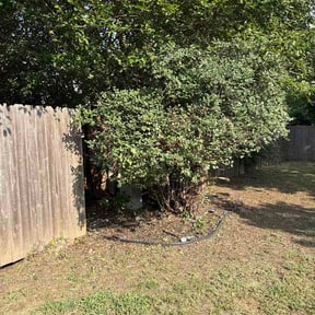 Bush Trimming by Affordable Lawn Care reviewed on August 20, 2026