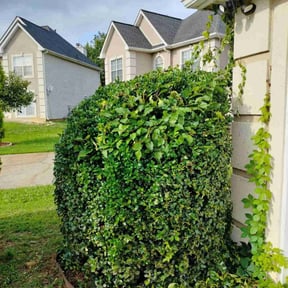 Bush Trimming by Stream Scene Landscaping reviewed on August 19, 2025