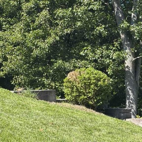 Bush Trimming by Century Long Life Mowing reviewed on June 11, 2026