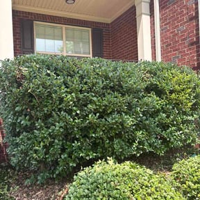 Bush Trimming by Pleasant View Lawn Care reviewed on September 3, 2026