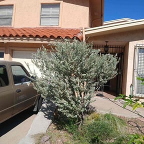 Bush Trimming by Dave's handyman services reviewed on December 22, 2025