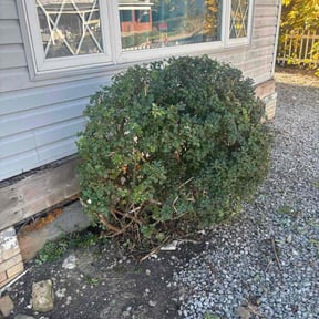 Bush Trimming by SB Elite Lawn Care Services LLC reviewed on November 21, 2025