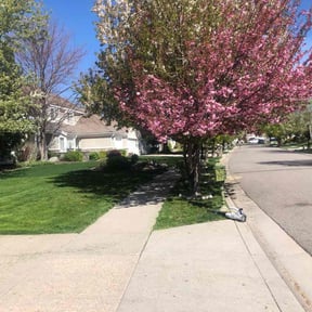 Long Grass Cleanup by Express Ground Control reviewed on October 21, 2023